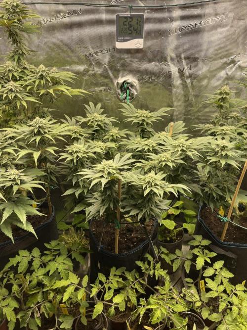 Atomic Blue Dream. Week 16