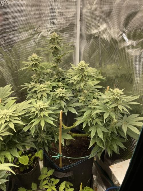 Jasmine Panna Cotta. Week 16
