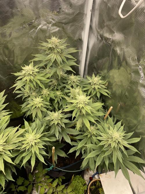 Jasmine Panna Cotta. Week 16