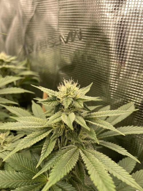 Jasmine Panna Cotta. Week 16