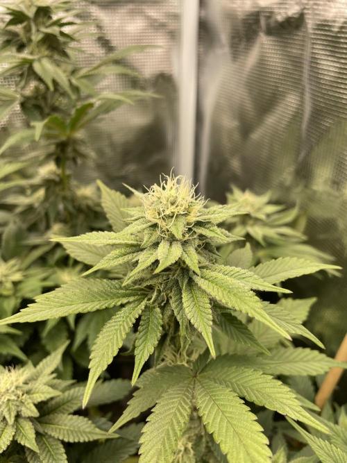 Jasmine Panna Cotta. Week 16
