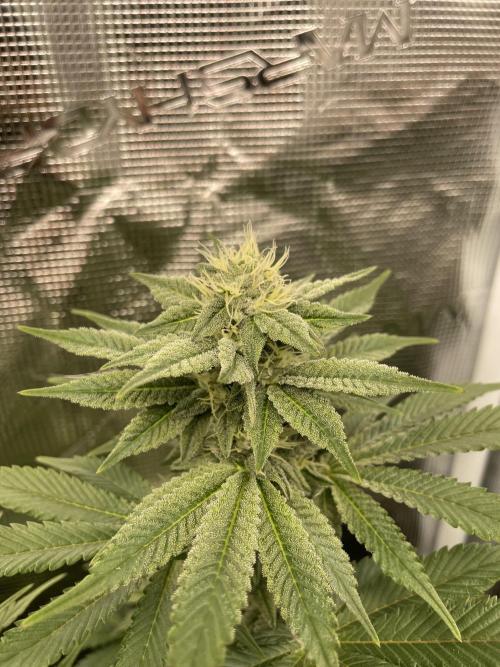 Jasmine Panna Cotta. Week 16