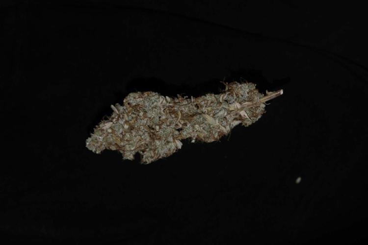 Cherry Zoap (II). Week 13