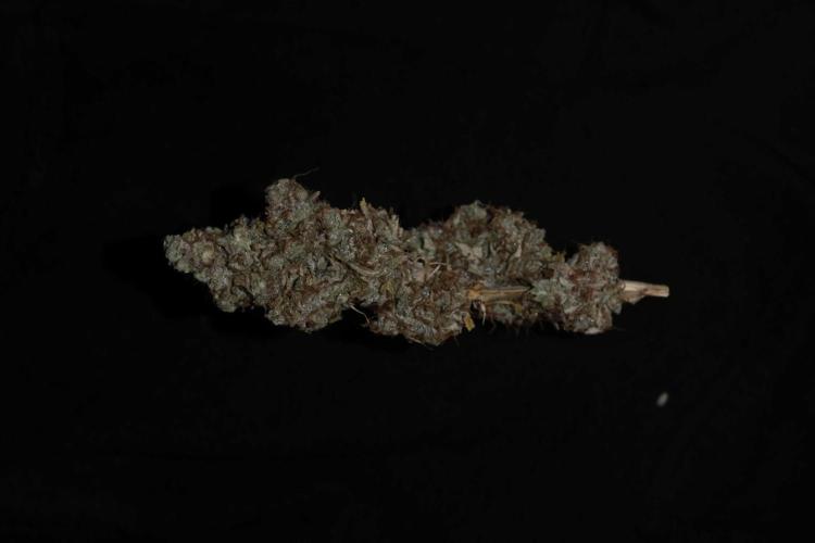 Cherry Zoap (II). Week 13