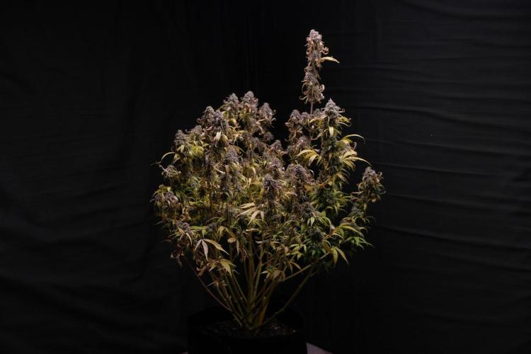 Kritikal Bilbo. Week 13