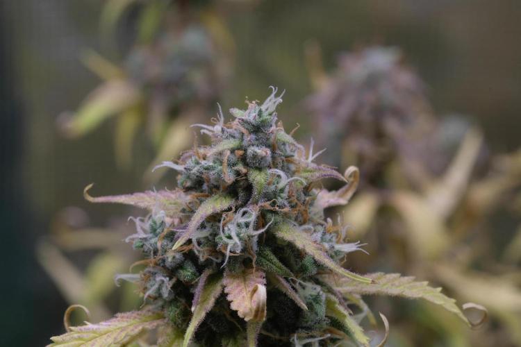 Kritikal Bilbo. Week 13