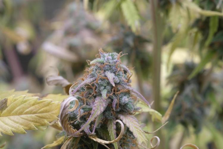 Kritikal Bilbo. Week 13