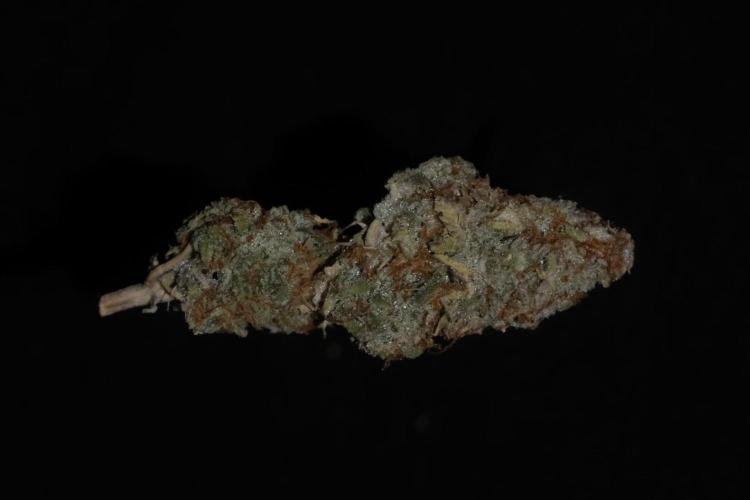 Kritikal Bilbo. Week 13