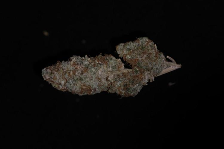 Kritikal Bilbo. Week 13