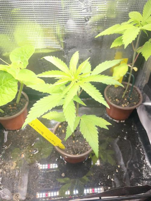 Tropicanna Poison. Week 3