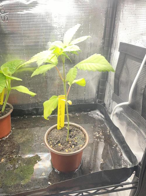 Alaskan Do-Si-Dos. Week 3