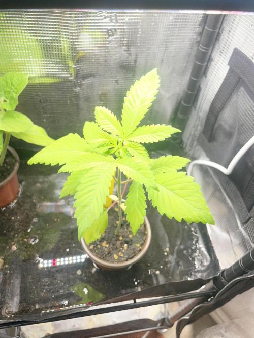 Alaskan Do-Si-Dos. Week 3
