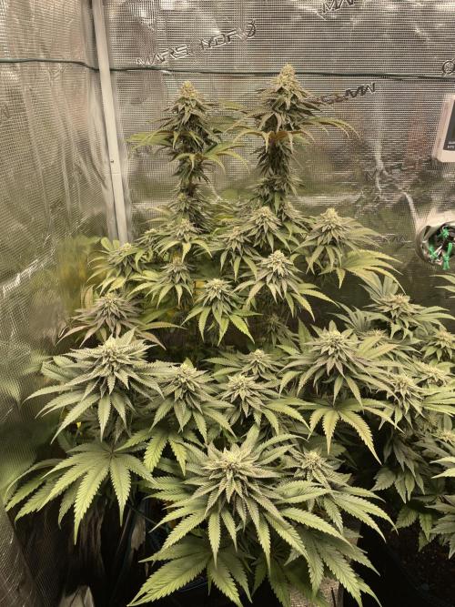 Slurricane. Week 17