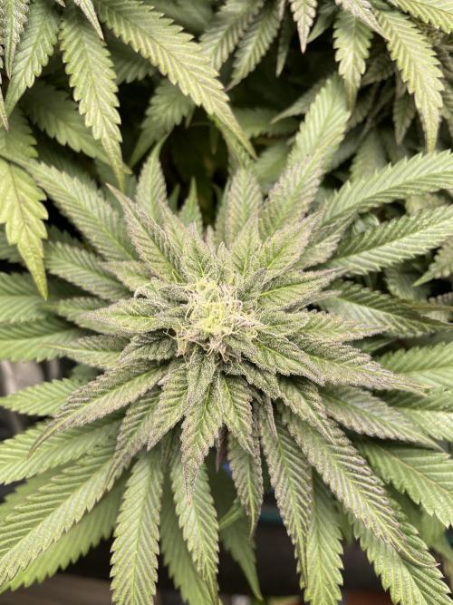 Slurricane. Week 17
