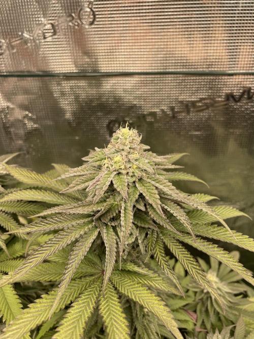 Slurricane. Week 17