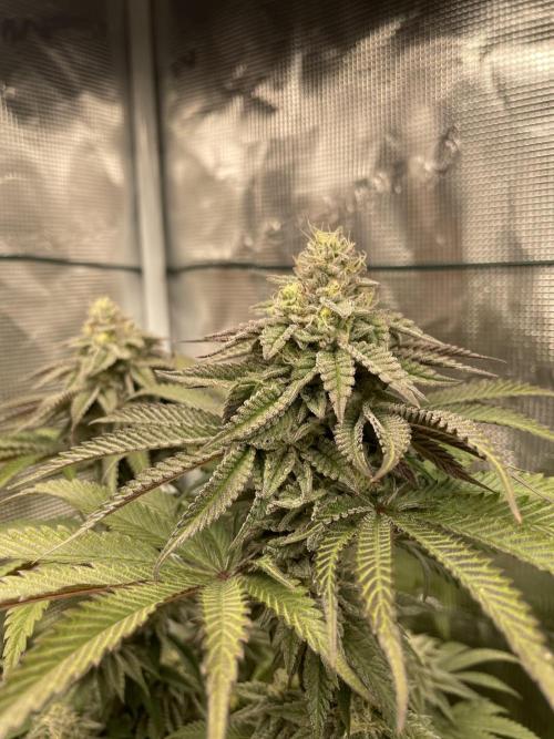 Slurricane. Week 17