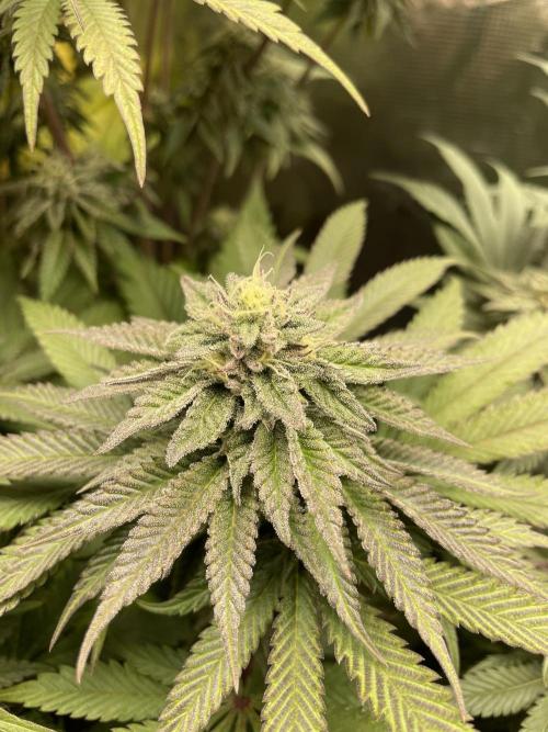 Slurricane. Week 17
