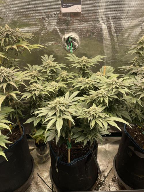 Atomic Blue Dream. Week 17