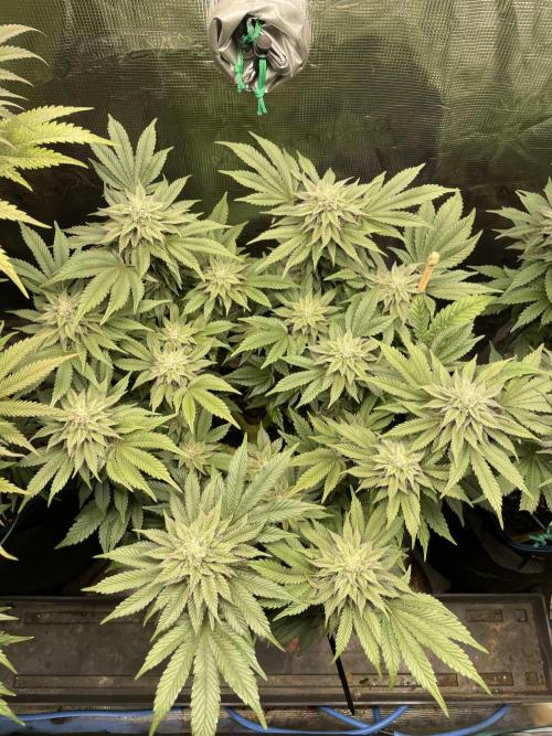 Atomic Blue Dream. Week 17