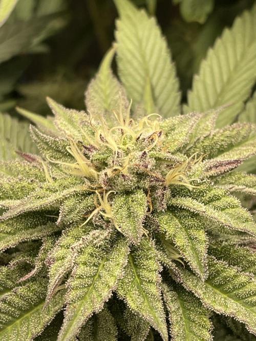 Atomic Blue Dream. Week 17