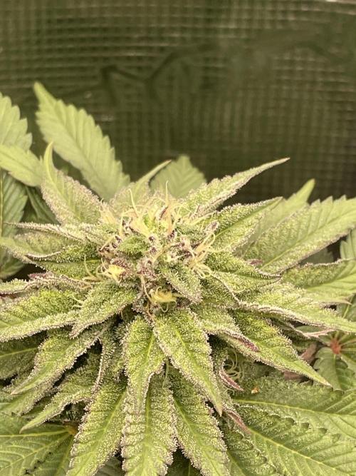 Atomic Blue Dream. Week 17