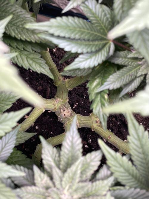 Atomic Blue Dream. Week 17