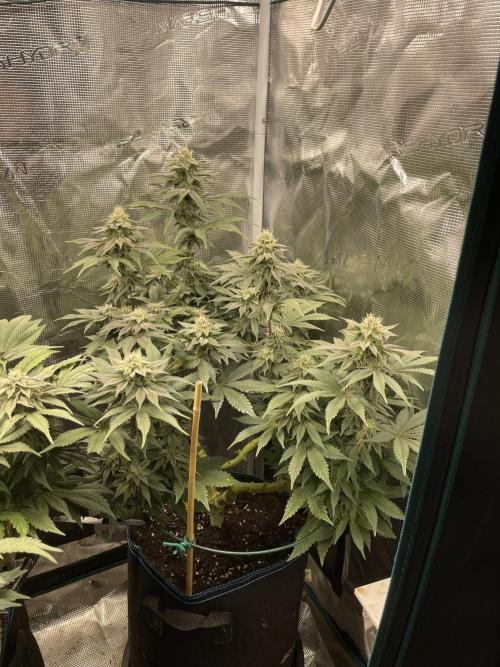 Jasmine Panna Cotta. Week 17