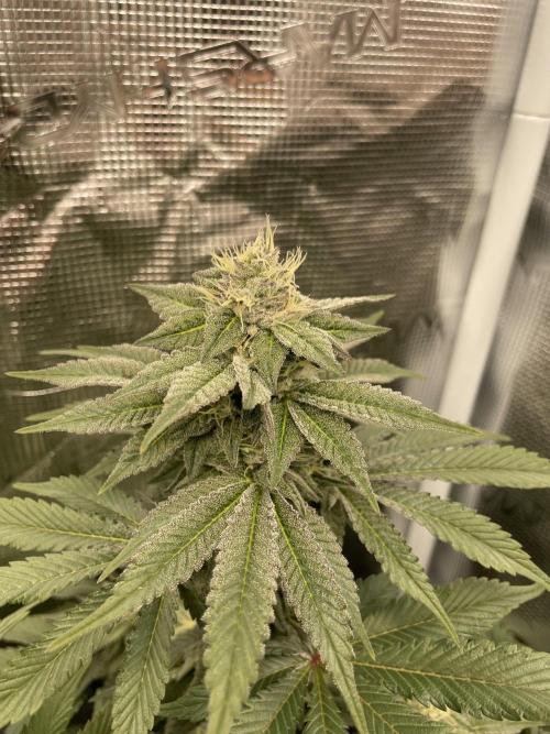 Jasmine Panna Cotta. Week 17