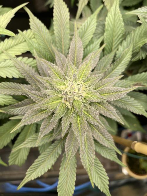 Jasmine Panna Cotta. Week 17