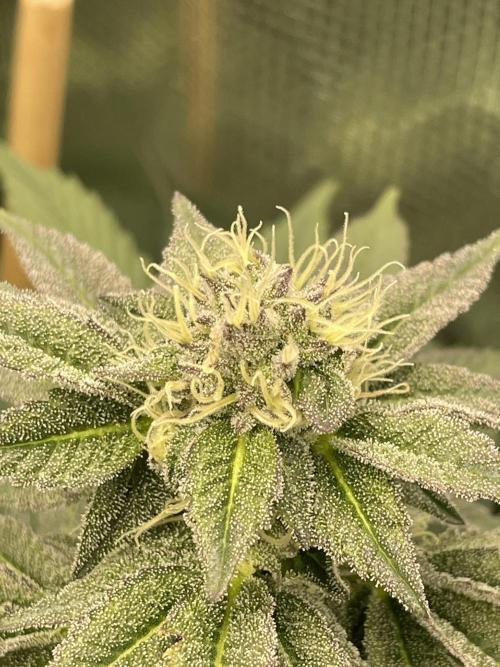 Jasmine Panna Cotta. Week 17