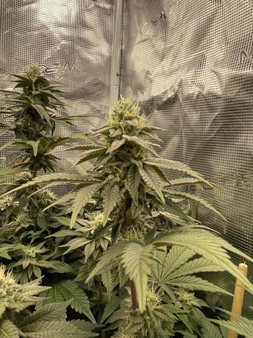 Jasmine Panna Cotta. Week 17