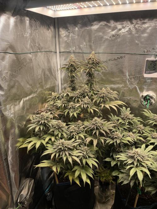 Slurricane. Week 18
