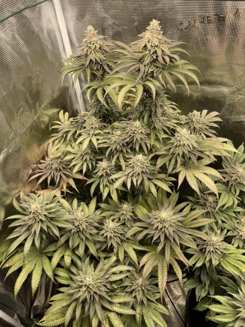Slurricane. Week 18