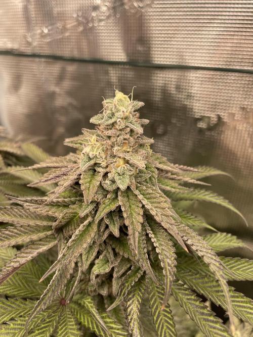 Slurricane. Week 18