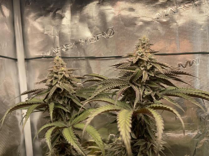 Slurricane. Week 18