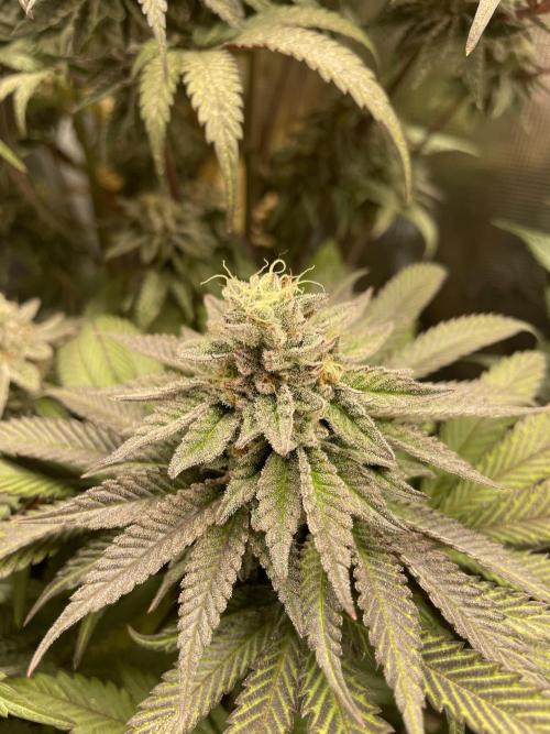 Slurricane. Week 18