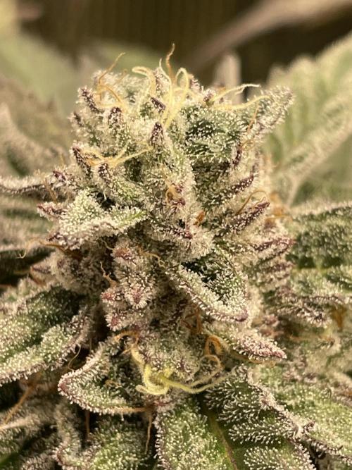 Slurricane. Week 18