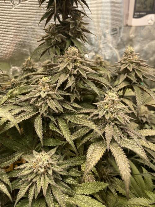 Slurricane. Week 18