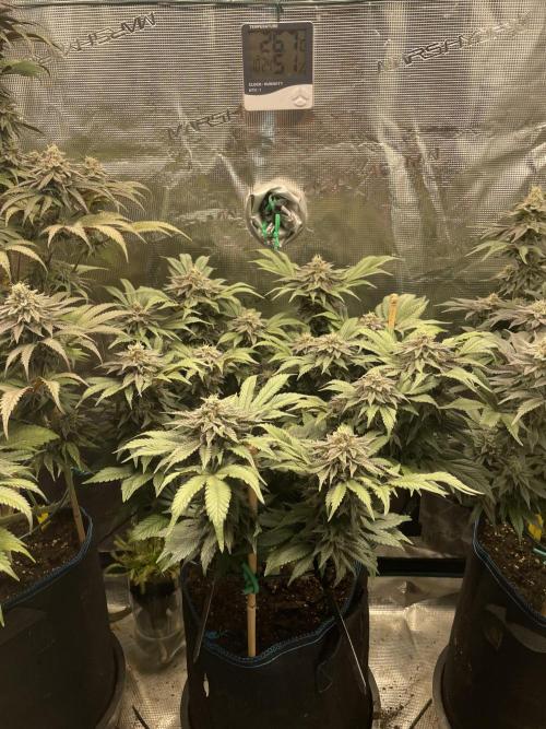 Atomic Blue Dream. Week 18