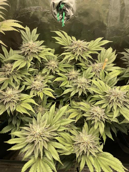 Atomic Blue Dream. Week 18