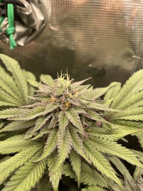 Atomic Blue Dream. Week 18