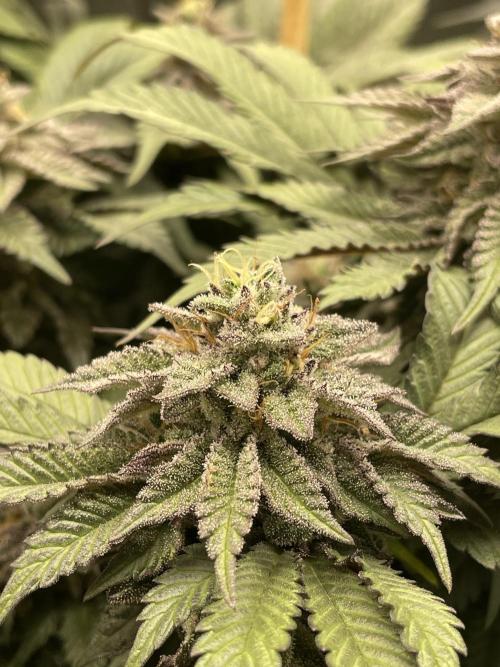 Atomic Blue Dream. Week 18