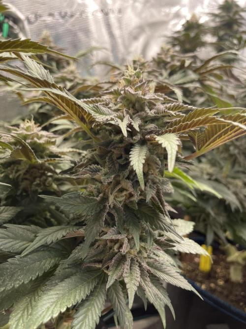 Atomic Blue Dream. Week 18