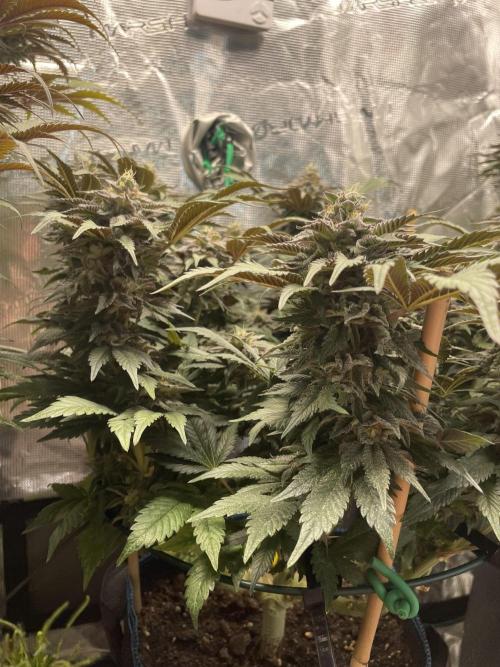 Atomic Blue Dream. Week 18