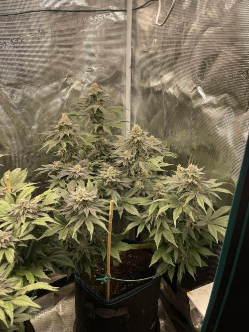 Jasmine Panna Cotta. Week 18