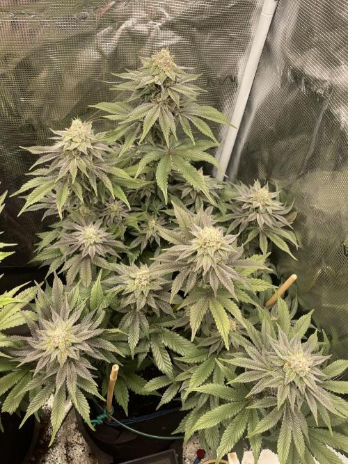 Jasmine Panna Cotta. Week 18