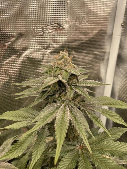 Jasmine Panna Cotta. Week 18