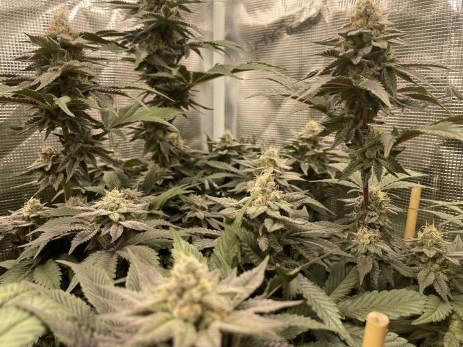 Mavericks Genetics - Jasmine Panna Cotta by TerpToad