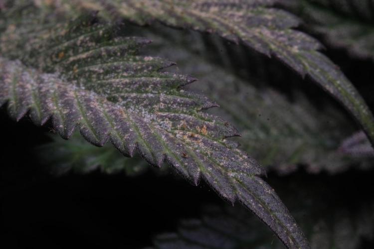 Slurricane. Week 19