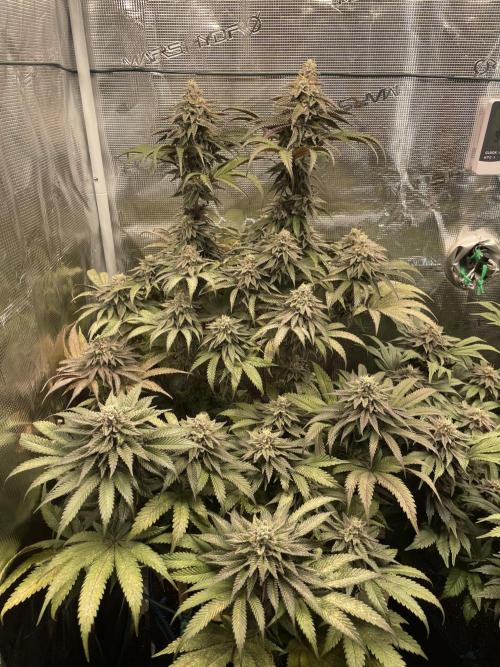 Slurricane. Week 19